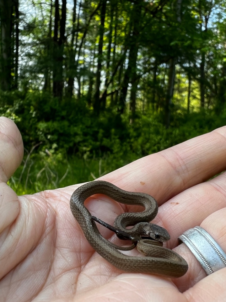 DeKay's Brown Snake